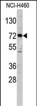 ELP2 Antibody (C-term)