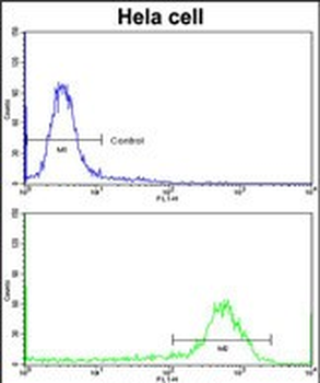 CFL1 Antibody (N-term)