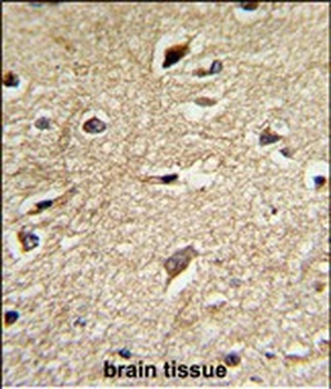 BAG1 Antibody (C-term)