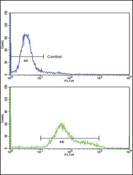 GMPS Antibody (C-term)
