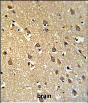 SPRN Antibody (C-term)