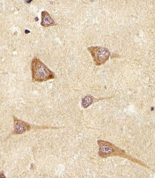 EREG Antibody (C-term)