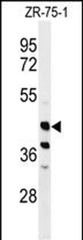 FA2H Antibody (Center)