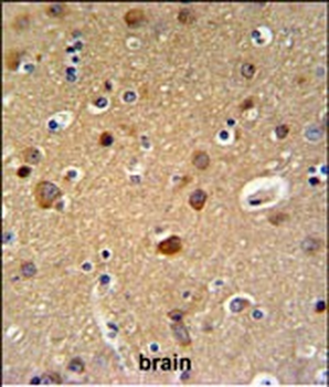 TELO2 Antibody (C-term)