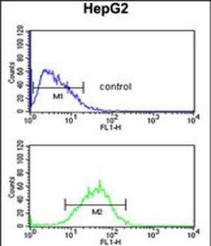 WDR82 Antibody (N-term)
