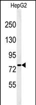 YMEL1 Antibody (N-term)