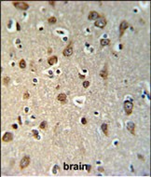 YMEL1 Antibody (N-term)