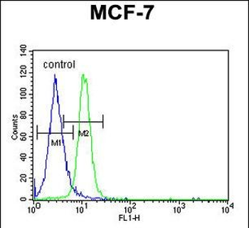 PSG7 Antibody (C-term)