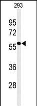 EXOC3L2 Antibody (N-term)