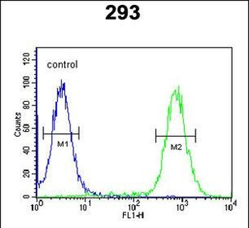 EXOC3L2 Antibody (N-term)