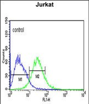 ADFP Antibody (Center)