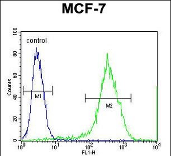 RT33 Antibody (C-term)