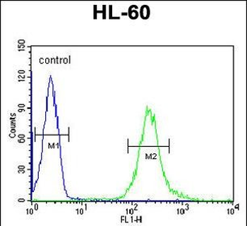 FKBPL Antibody (C-term)