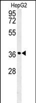 CCND1-Y226 Antibody