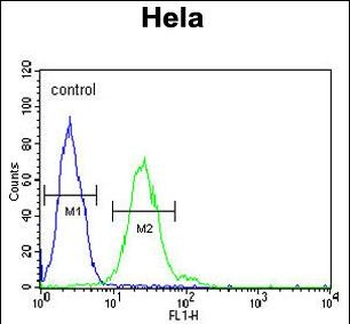 TRMT11 Antibody (C-term)