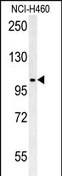 CNNM4 Antibody (Center)