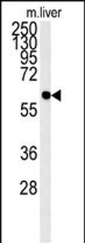 PCYXL Antibody (C-term)