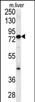 MCCC1 Antibody (Center)