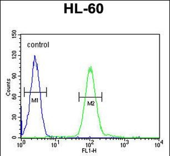 COQ7 Antibody (C-term)
