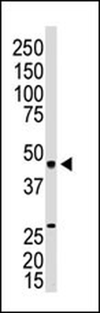 EDG3 Antibody (N-term)