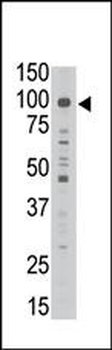 MAGED1 Antibody (Center)