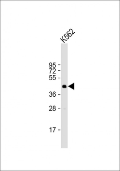 SIRT6 Antibody (C-term)
