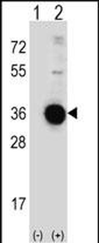 DDIT4 Antibody (C-term)