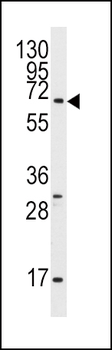 Pael-R (GPR37) Antibody (C-term)