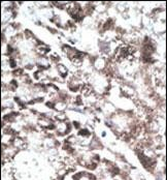 Pael-R (GPR37) Antibody (C-term)