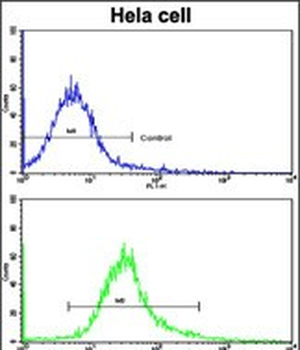 ARPC1A Antibody (Center)