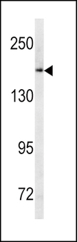 ABCC1 Antibody (C-term)