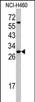 SFRS5 Antibody (Center Y85)