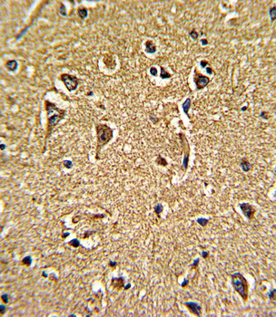 CACNG5 Antibody (C-term)