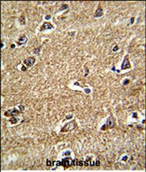 RAB13 Antibody (Center)