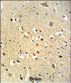 OGT Antibody (C-term)