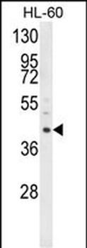 LRG1 Antibody (N-term)