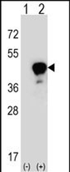 LRG1 Antibody (Center)