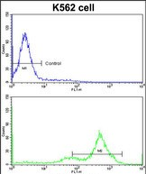 GATA2 Antibody (C-term)