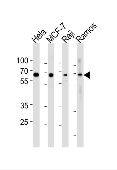 RELA Antibody (N-term)