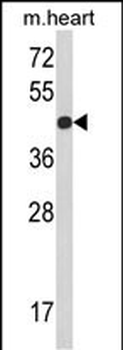 RGP1 Antibody (C-term)