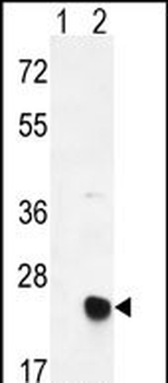 MSRB2 Antibody (Center)