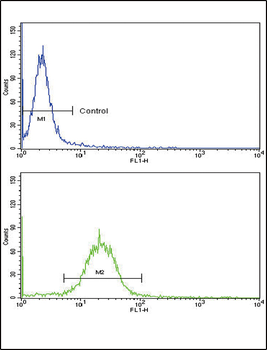ARGBP2 Antibody (N-term)