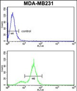 CPN2 Antibody (N-term)
