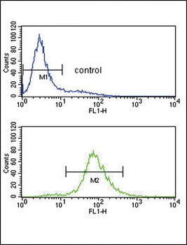 Bcl-6 Antibody (C-term)