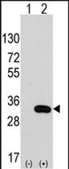 CLIC4 Antibody