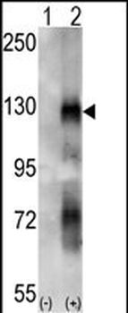 EphA6 Antibody
