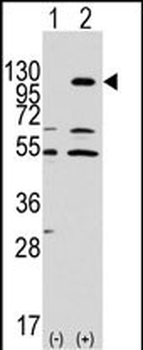 EphA7 Antibody