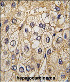 EphA7 Antibody