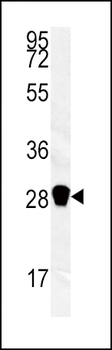 CA3 Antibody (N-term)