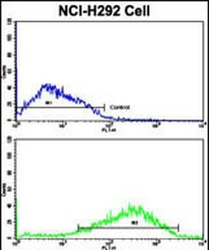 ACK1 Antibody (N-term)
